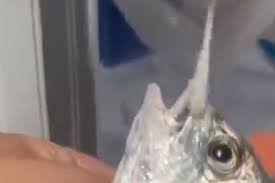 Da li se pretjeruje: U Kini i morske životinje testiraju na koronavirus