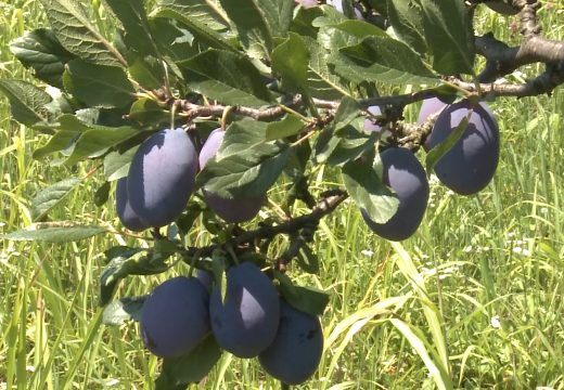 Šljive rodile, berača nema