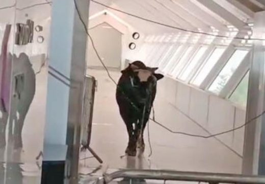 Razjareni bik utrčao u banku (VIDEO)