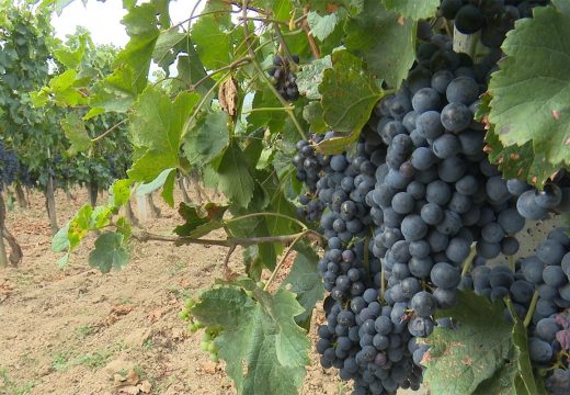Vinogradari zadovoljno trljaju ruke, kvalitet grožđa nikad bolji