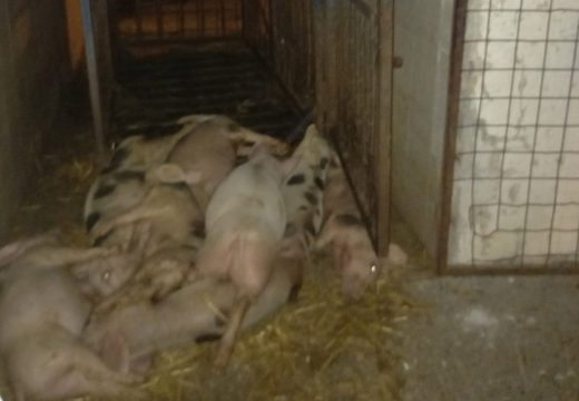 Struja ubila osam prasića