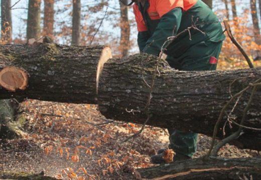 Poginuo pri radovima u šumi