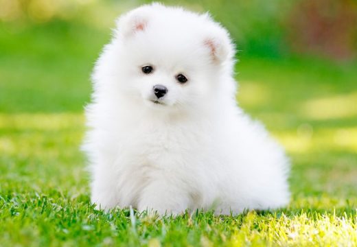 Kako psi pokazuju da imaju povjerenje u vas