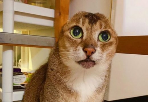 Mačak bez ušiju zvijezda Instagrama