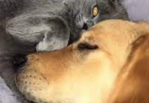 Snimak mačke koja grli psa otapa najtvrđa srca
