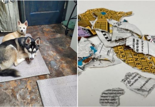 Psi pojeli dobitni listić, vlasnici ipak dobili novac