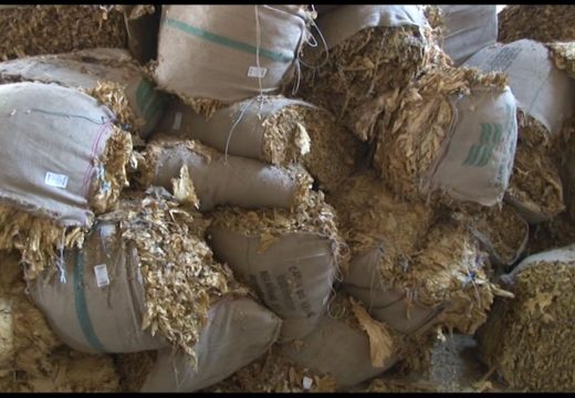 Otkupne cijene duvana veće za 33 % -Proizvođači traže 8 KM/kg