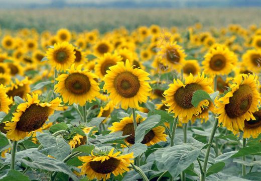 Suncokret podbacio za 20%, otkupne cijena ni na vidiku