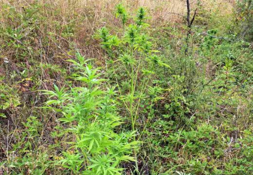 Zaplijenjene stabljike marihuane i oružje