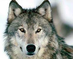 Ove tri pasmine izgledom najviše podsjećaju na vuka, ali definitivno nisu za početnike