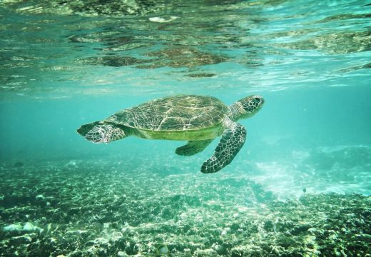 Kornjača Tuba za tri godine prešla 17.500 km, bila i u Neumu