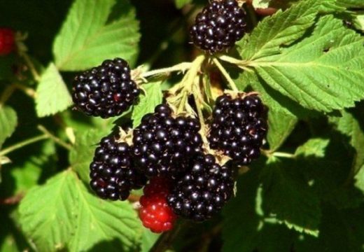 Posjekli kupine pa se pokajali: Potražnja nikad veća, cijena eksplodirala