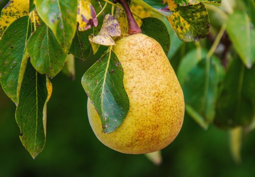 3 razloga zbog kojih bi trebalo da jedete kruške svaki dan