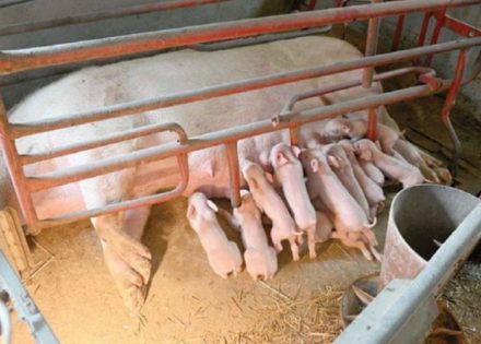 Stižu još masnije cijene krmenadle