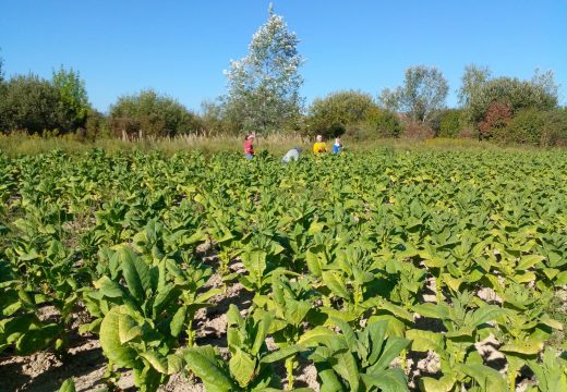 Zarada od duvana sa deset duluma- tačno nula KM