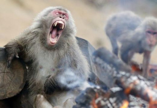 Umjesto majmuna omamili ženu