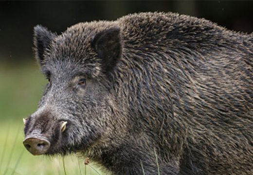 Divlja svinja plovi rijekom: “Dunavom još šibaju veprovi” (FOTO)