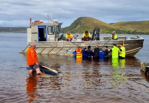 Od 230 nasukanih kitova na obali Tasmanije 32 vraćena u more