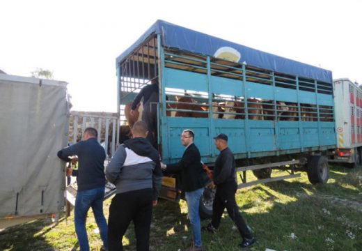 Podijeljene steone junice