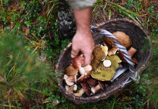 Iz šuma sa punim korpama