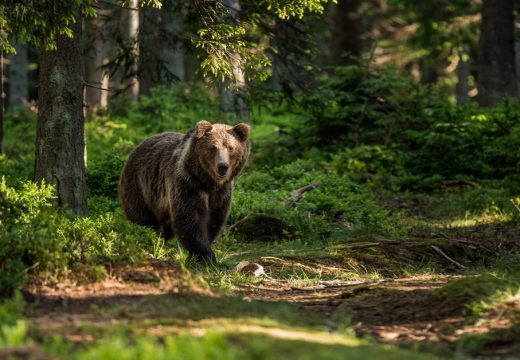 Medvjed upao na dječiji rođendan i pojeo sve kolačiće (VIDEO)