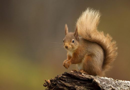 Vjeverica ostavila 10.000 ljudi u problemu