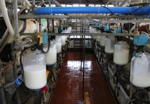 Mljekari kažu da nema potrebe za zabranom izvoza iz BiH: Mlijeka će biti, a cijene će rasti