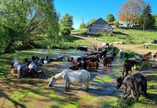 Krompir i kajmak uzdanice romanijskog kraja