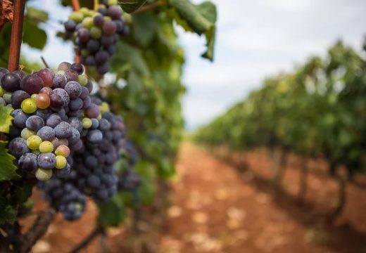 Putevi vina vode u Hercegovinu