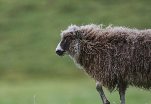 U ovoj državi ima više ovaca nego ljudi