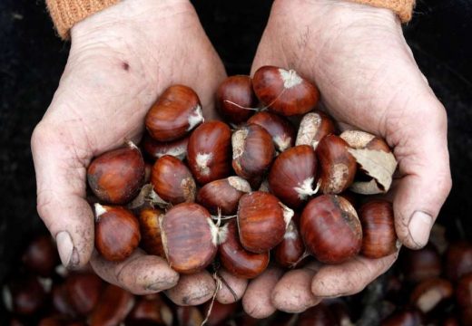 Kako ispeći ukusne kestene u rerni