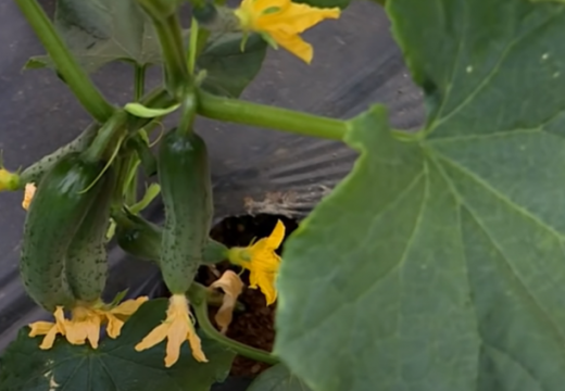 Punjeni krastavac koji se lako i brzo sprema!