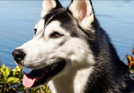 Haski zavija sa psima iz svog omiljenog crtića (VIDEO)