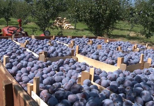 Joše jedno ljeto bilo u znaku šljive