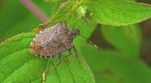 Najezda je smrdibuba, evo šta treba da znate o njima