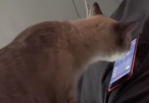 Vlasnica upalila alarm na mobitelu pa sazna ko je kriv što prespava jutro