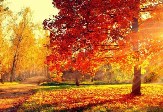 Danas i do 24 stepena Celzijusova