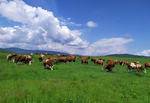 Uvozno meso zatvara domaće farme
