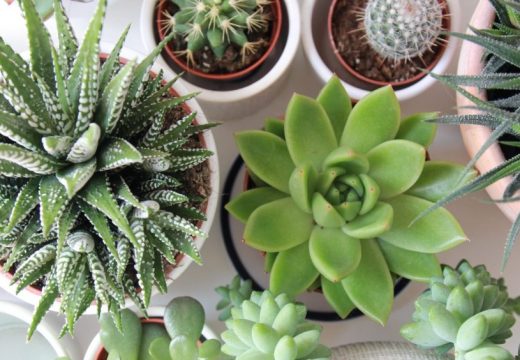 Priroda uzvraća udarac, ali stvarno! Pogledajte snimak naoružane biljke (VIDEO)