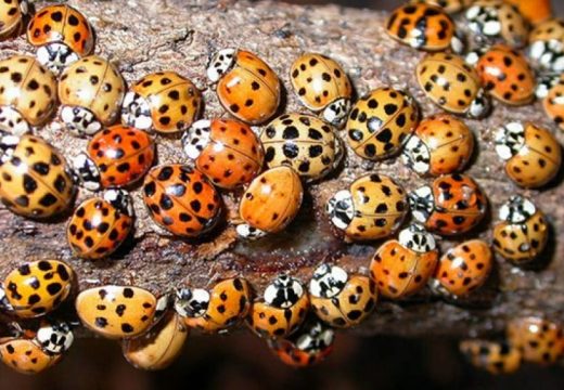 Najezda bubamara: Uvozili smo ih iz Azije, a sada imamo problem