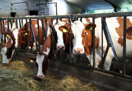 Isplaćeno 246.000 KM za nabavku priplodnih junica