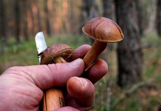 Prodavala gljive od kojih se otrovalo 6 ljudi, čitava porodica završila u bolnici