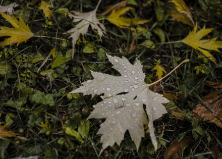 Danas promjenljivo oblačno  sa dužim sunčanim periodima