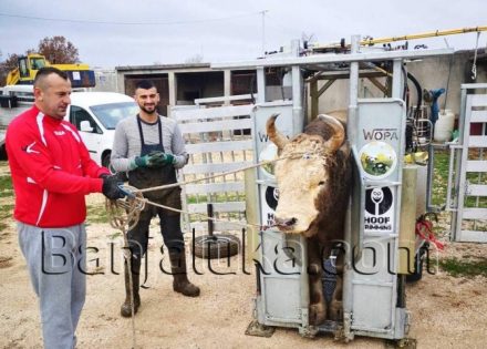 Mladić koji kravama radi – pedikir (Foto)