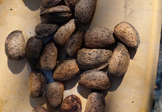 Bijeljina: Badem koji cvjeta i daje plodove