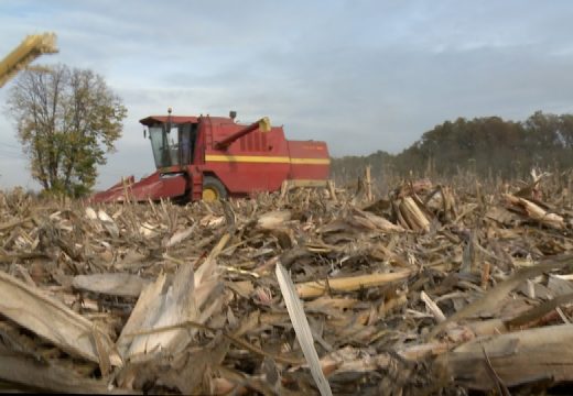 Berba kukuruza u Semberiji pri kraju: Ratari praznih džepova