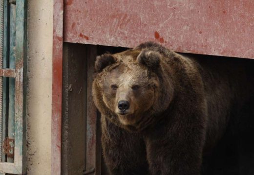 Pionirska dolina: Pogledajte kako izgleda zimska sezona u sarajevskom Zoo vrtu