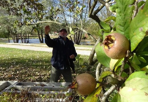 Građani sve više traže mušmulu, zaboravljeno voće