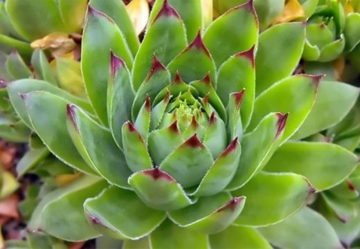 Šta se događa sa vašim organizmom ako svaki dan jedete čuvarkuću