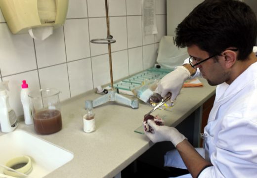 Svinjsko meso obavezno treba pregledati: Za desetak maraka rizikuju zdravlje